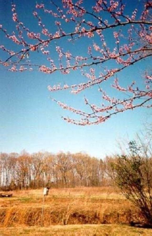 Oak Grove Bed And Breakfast South Boston Esterno foto