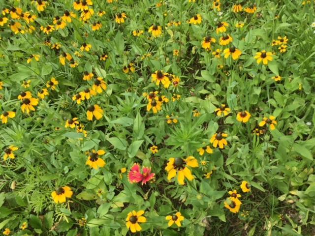 Oak Grove Bed And Breakfast South Boston Esterno foto
